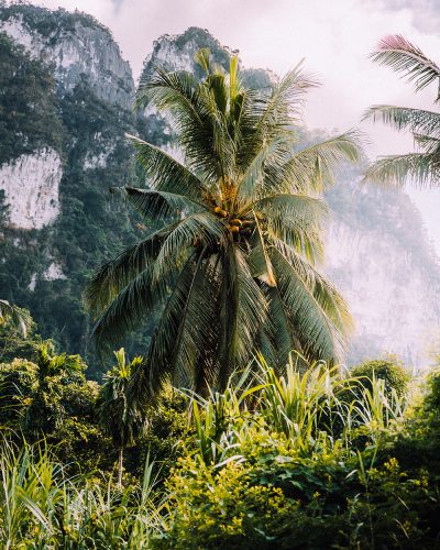 Thailand Palm Tree